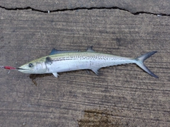 サゴシの釣果