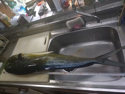 シイラの釣果