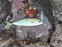 イナダの釣果