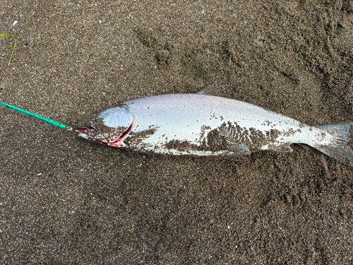 サクラマスの釣果