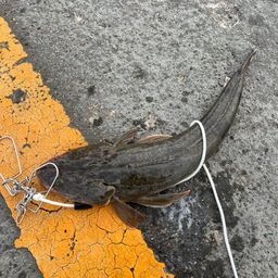 マゴチ