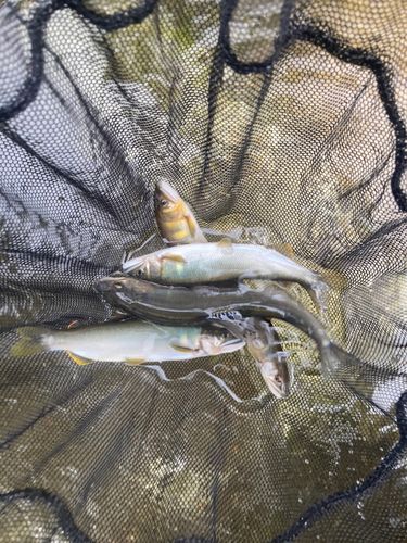 アユの釣果