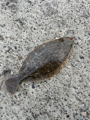 ソゲの釣果
