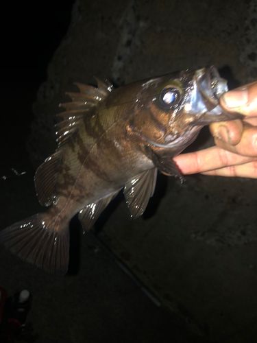 メバルの釣果