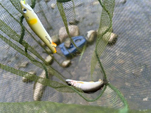 アユの釣果