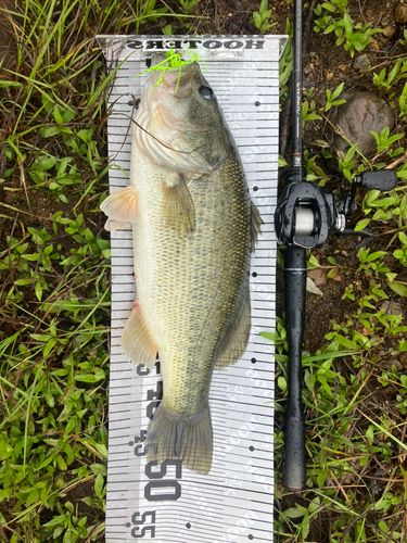ブラックバスの釣果