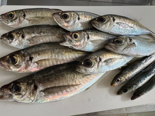 アジの釣果