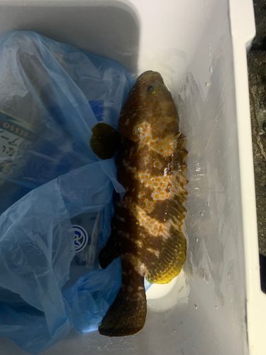 アコウの釣果