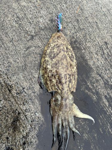 コウイカの釣果