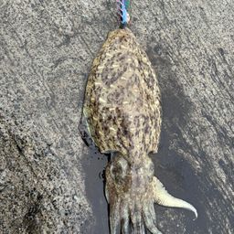 コウイカ