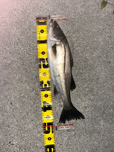 フッコ（マルスズキ）の釣果