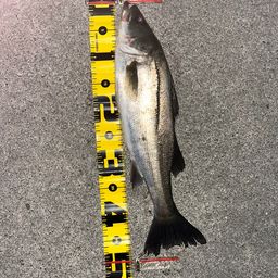 フッコ（マルスズキ）