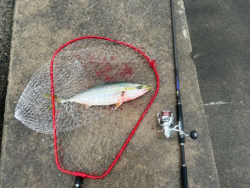 ハマチの釣果