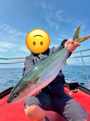ブリの釣果