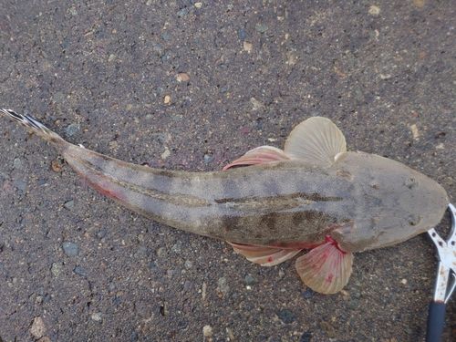 マゴチの釣果