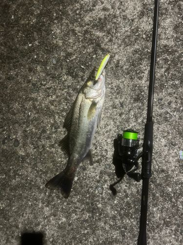 釣果