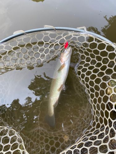 ニジマスの釣果