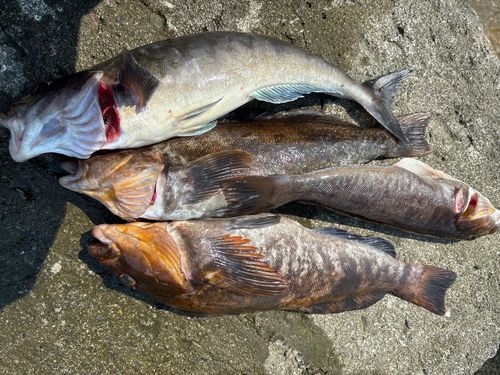 ホッケの釣果