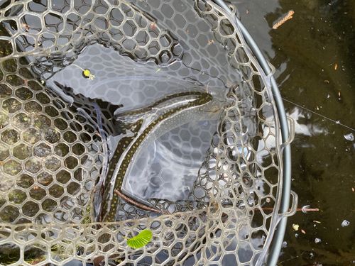 ニジマスの釣果