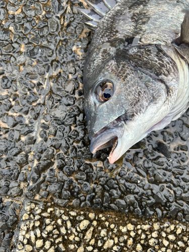 クロダイの釣果