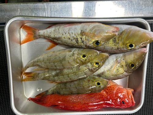 アカジンミーバイの釣果