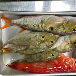 アカジンミーバイ