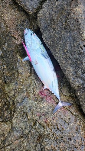 ソウダガツオの釣果