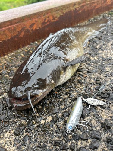 ナマズの釣果