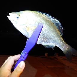 ウミタナゴ