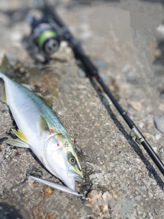 フクラギの釣果