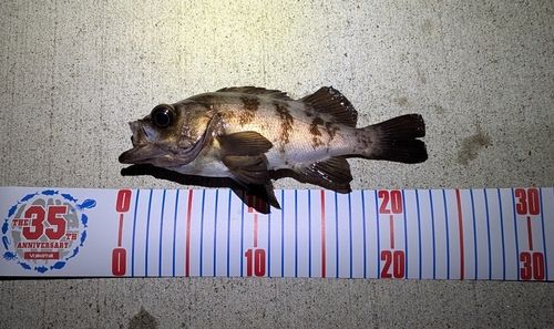 メバルの釣果