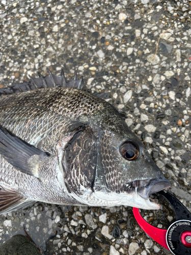 クロダイの釣果