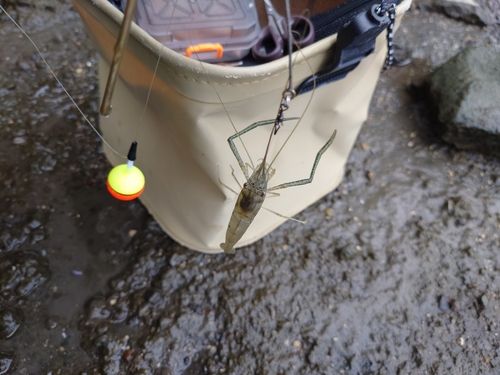 テナガエビの釣果