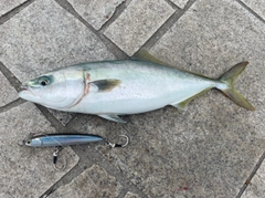 ハマチの釣果