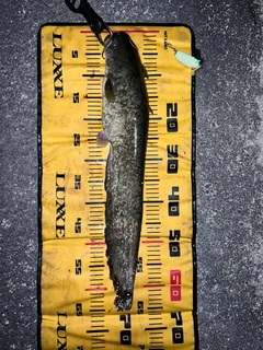 ナマズの釣果