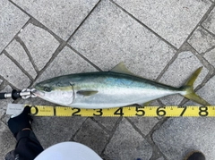 ブリの釣果