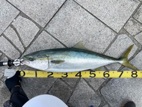 ブリの釣果