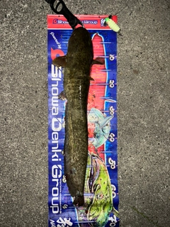ナマズの釣果