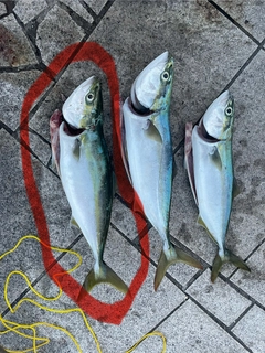 ハマチの釣果