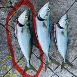 ハマチ