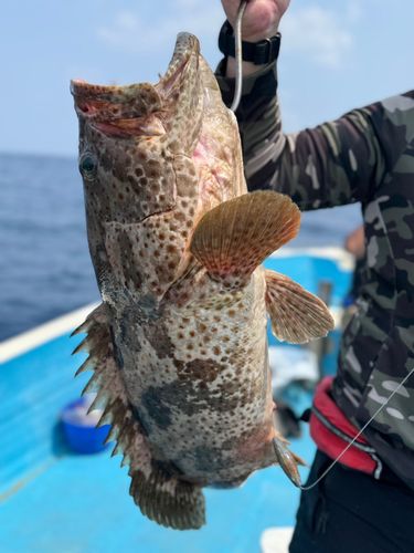 チャイロマルハタの釣果