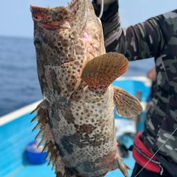 チャイロマルハタ