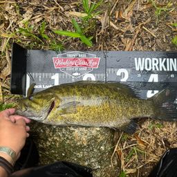 スモールマウスバス