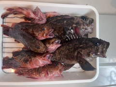 オウゴンムラソイの釣果