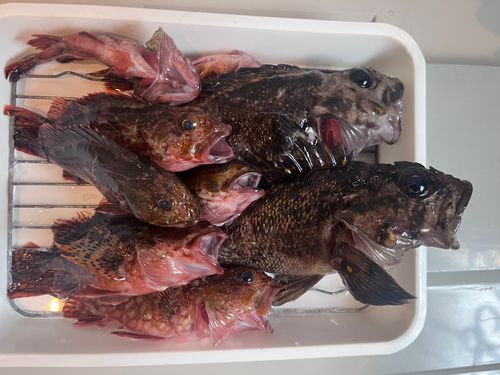 オウゴンムラソイの釣果