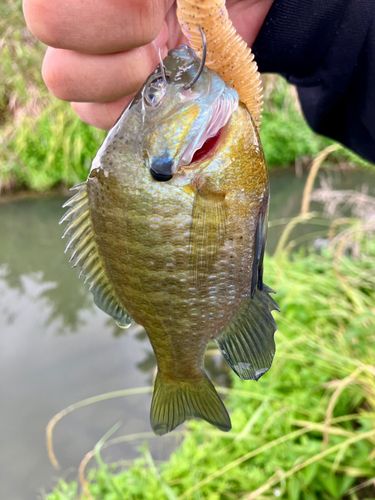 ブルーギルの釣果