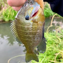 ブルーギル
