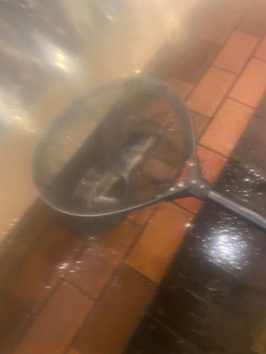 チョウザメの釣果