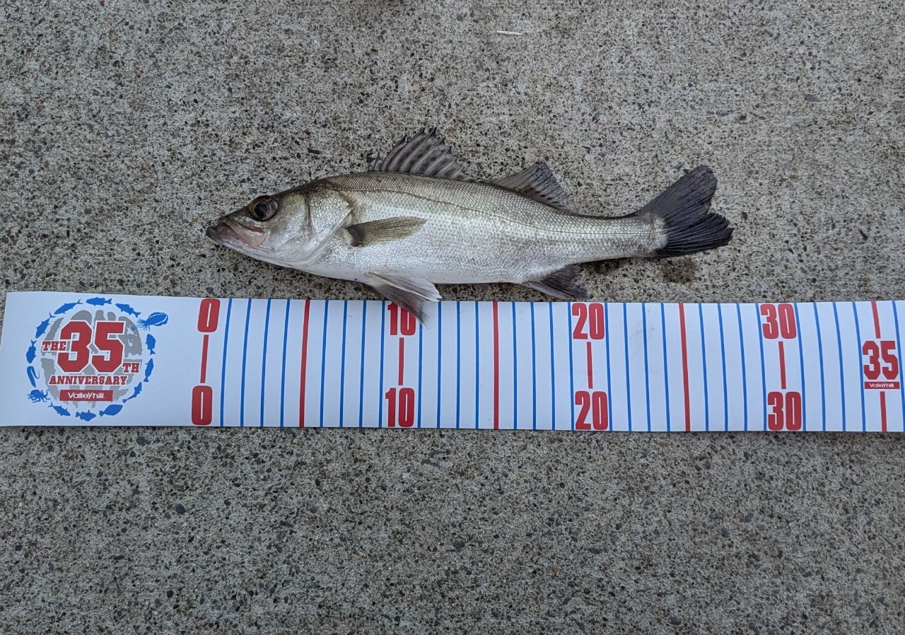 セイゴ（マルスズキ）