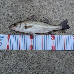 セイゴ（マルスズキ）